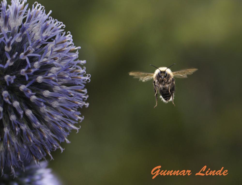 flygande humla 2